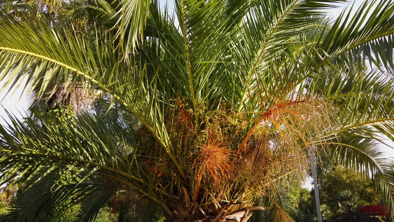 palmera datilera, phoenix dactylifera, con largas hojas oscilantes, primer plano