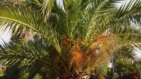 Date-palm-tree,-Phoenix-dactylifera,-with-long-swaying-fronds,-Closeup