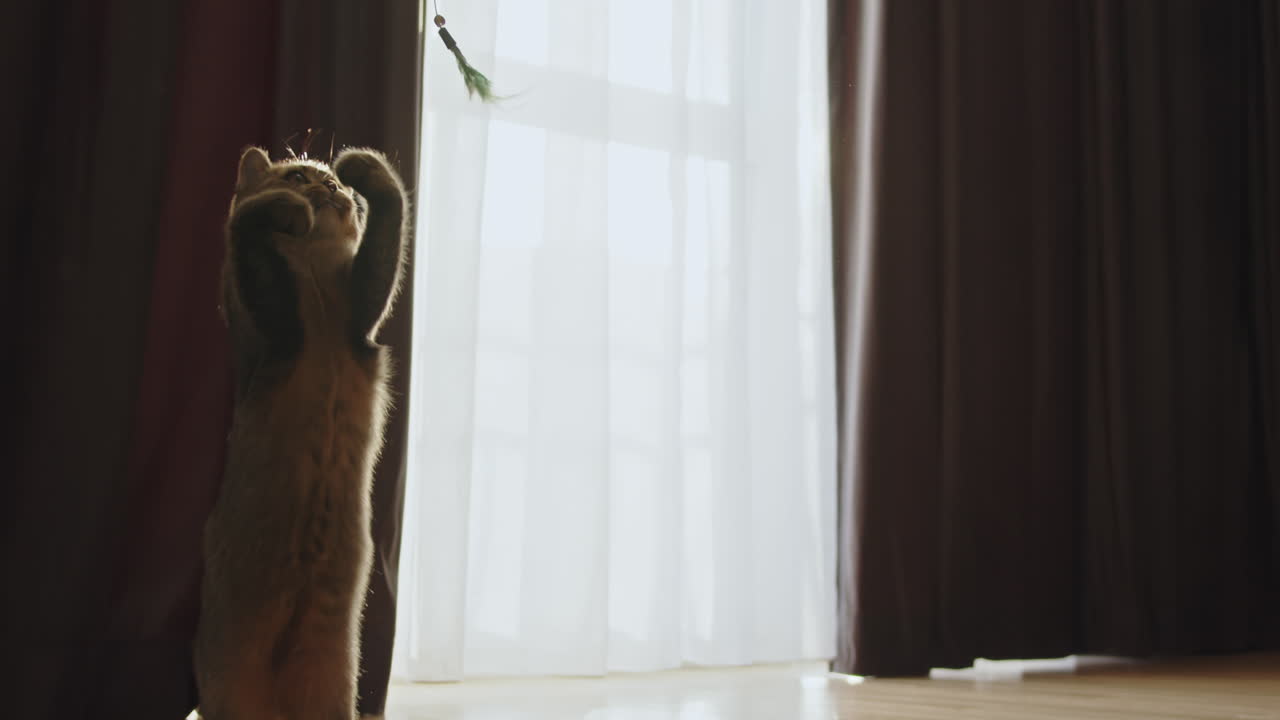 털 장난감 을 가진 놀이 하는 새끼 고양이