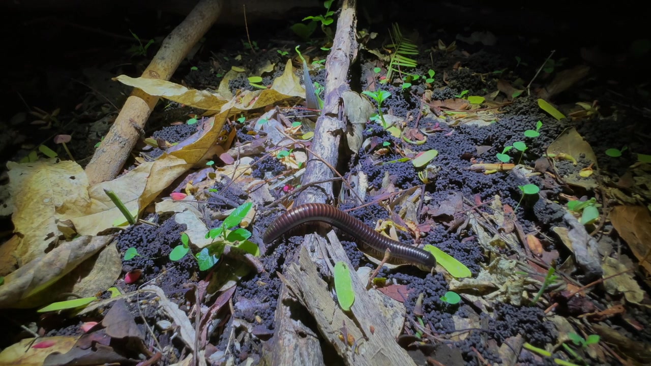 Tausendfüßer bewegt sich nachts über einen mit Blättern und kleinen Pflanzen bedeckten Waldboden. Liwonde-Nationalpark, Malawi