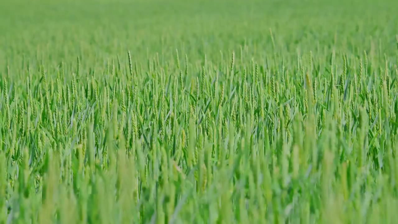 Vibrante campo verde di grano giovane mosso dalla brezza