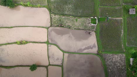 Vista-De-Drones-De-Granjero-Trabajando-En-Un-Campo-De-Arroz-En-Bali,-Indonesia