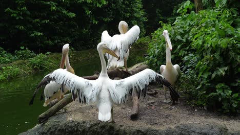 A-flock-of-American-White-Pelicans-stretch-their-wings-on-a-riverbank,-slow-motion-shot