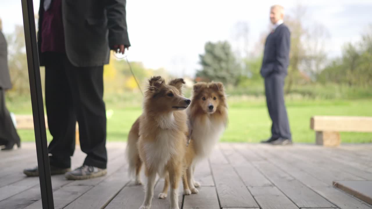 A pair of Shetland sheepdogs on a leash observe people around