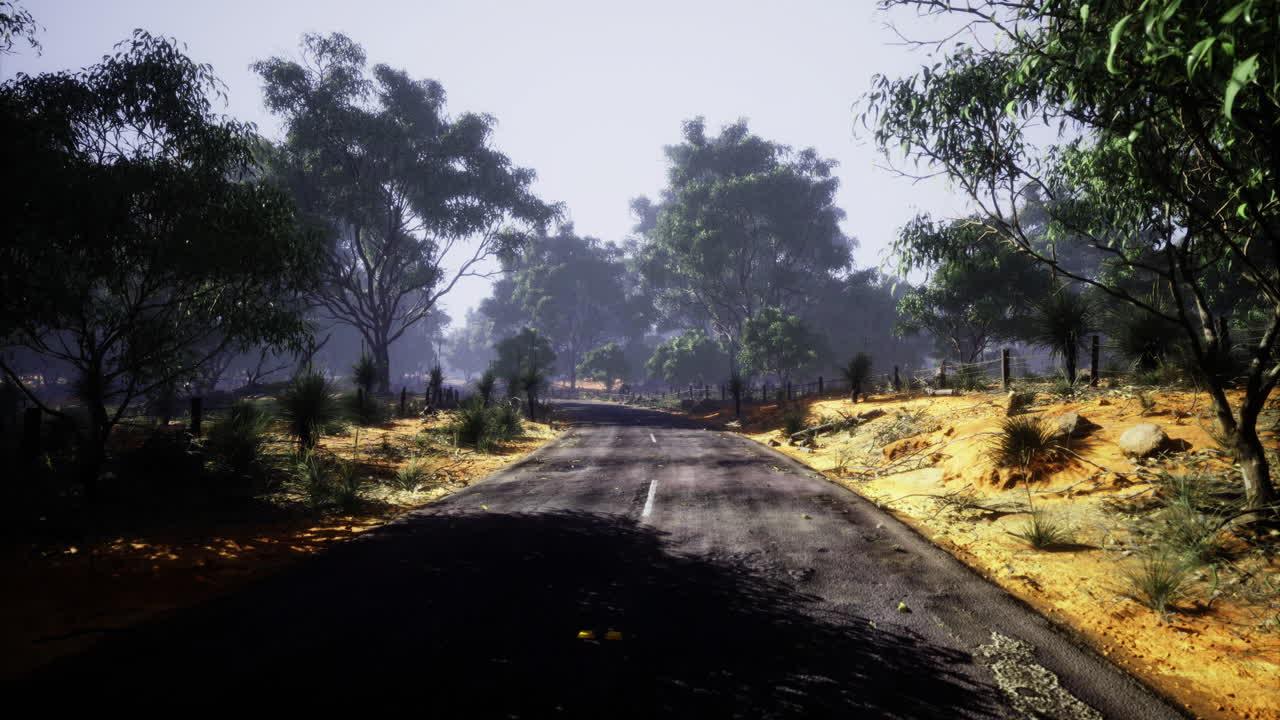 Winding road leads through tranquil forest under early morning light