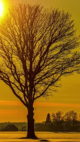golden sun behind tree in serene winter timelapse, vertical frame