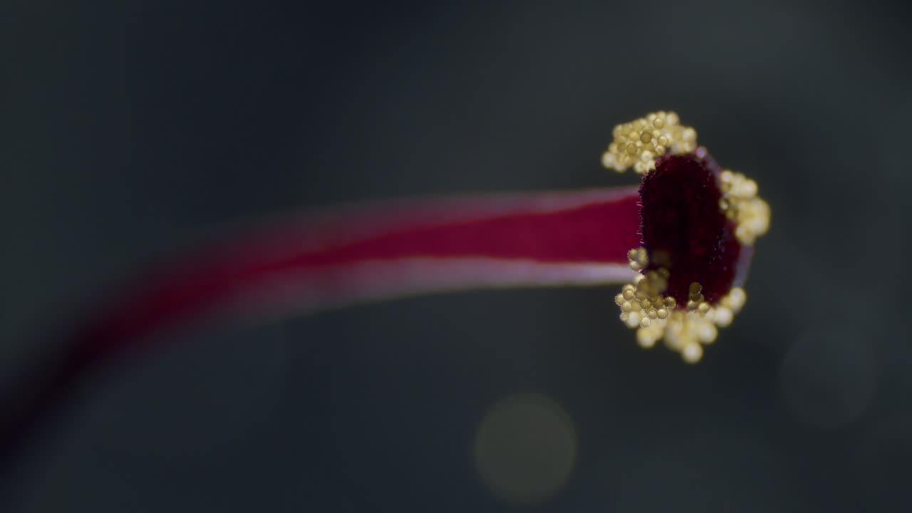 polen en flor de abutilon estigma vista microscópica rampa de enfoque campo de profundidad superficial