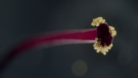 polen en flor de abutilon estigma vista microscópica rampa de enfoque campo de profundidad superficial