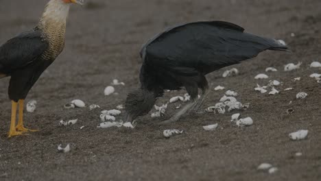 buitre negro y pájaro caracara comiendo restos de tortuga en una playa de arena