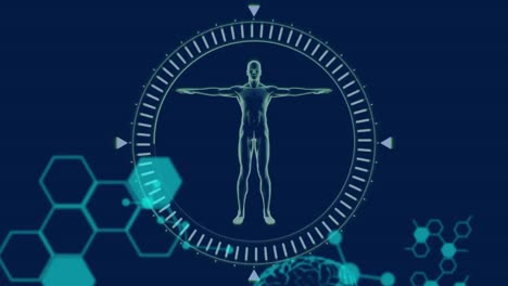 animation of medical data processing, human brain, human model rotating and chemical compound struct