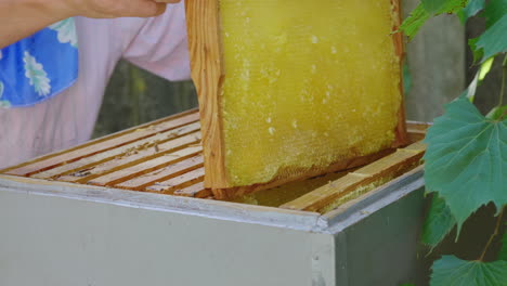 close-up - set frames in the beehive with bees work in the apiary heavy manual labor 4k video