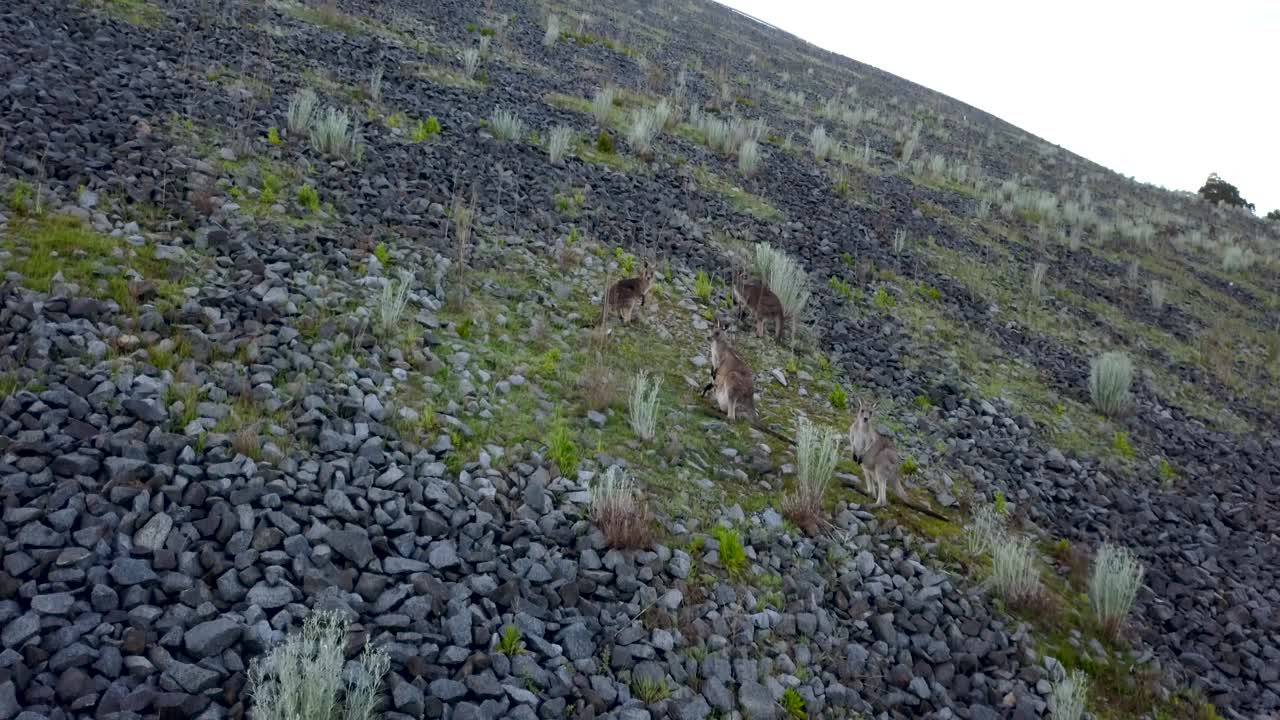 Aerial shot of a troop of western grey kangaroos in Cardinia Reservoir Park, Australia