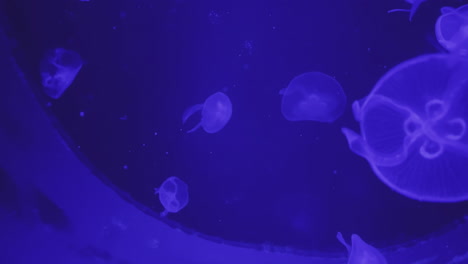 jellyfish in an aquarium