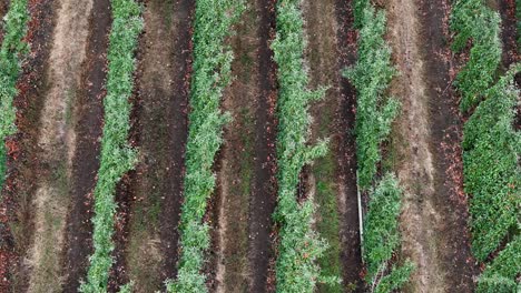 Blüten-Und-Äpfel-In-British-Columbia,-Okanagan:-Der-Blick-Einer-Drohne-Auf-Obstgartenreihen