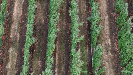 Blossoms and Apples in British Columbia Okanagan: A Drone&#039;s Gaze on Orchard Rows
