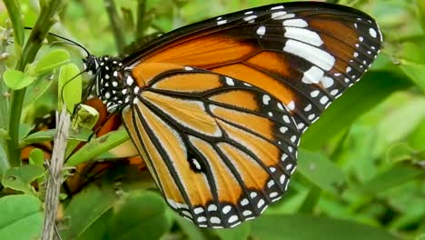 Mariposa-Sentada-En-La-Planta-Hoja-Verde-Naranja-Negro-Blanco-Mariposa-De-Colores-Insecto-Posado-Naturaleza-Vida-Silvestre-De-Cerca-Mariposas-Encontrando-Socios