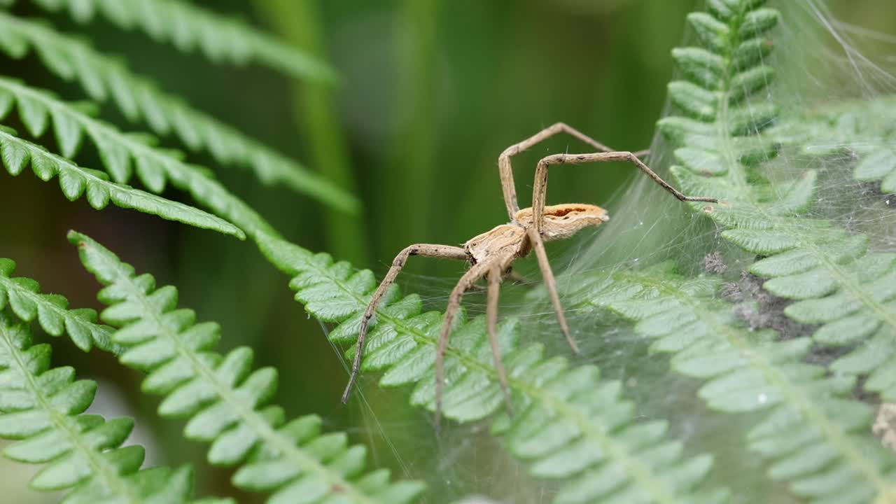 A Nursery Web Spider, Pisaura mirabilis, on its web amongst Bracken. Summer. UK