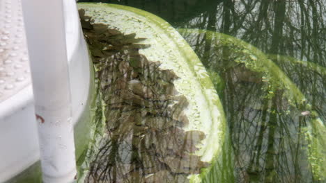 Close-up-of-pool-steps-full-of-algae-and-leafs