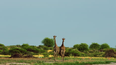 walking brown giraffes on the game reserve and national park of central kalahari in botswana, south africa