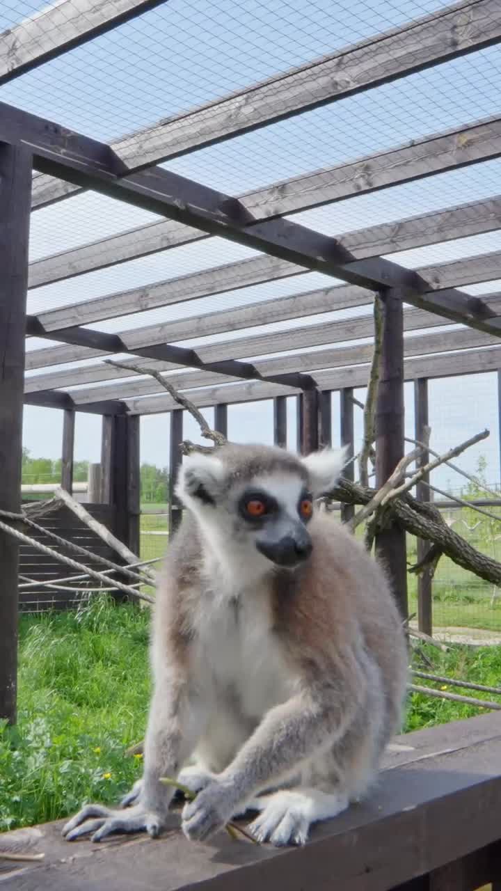 Ring-tailed lemur smelling flower in Sigulda Zoo, vertical shot