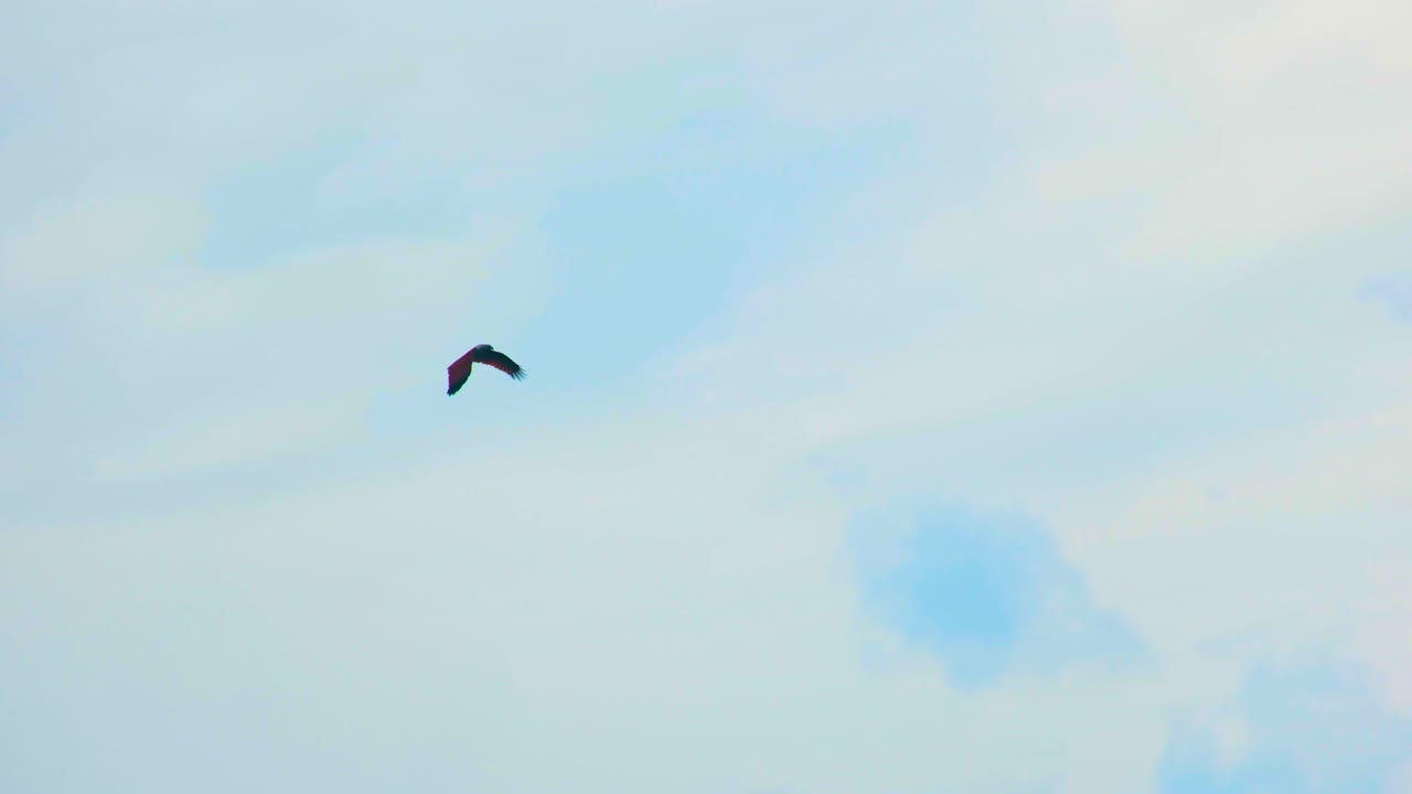 혼자 있는 새가 구름이 많은 날 낮에 은 하늘을 가로질러 날아다닙니다.