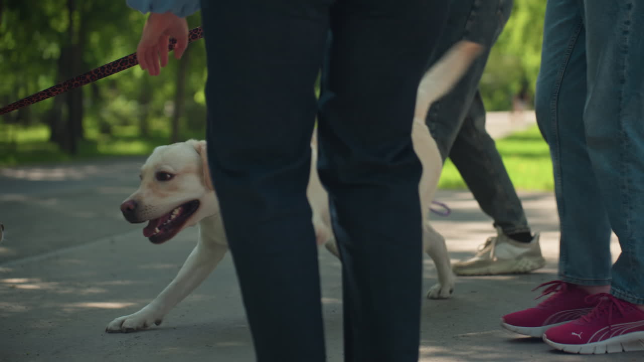 공원 산책로에서 백인 견주들이 강아지들과 교류하고 있어요. 노란색 래브라도 리트리버 두 마리가 그늘진 길 근처에서 만나 뛰어놀고, 활기차게 꼬리를 흔들며 보라색과 빨간색 목줄이 겹쳐져 있어요. 운동화와 웃음소리가 들리는 듯하며, 반갑게 인사하고 있네요.