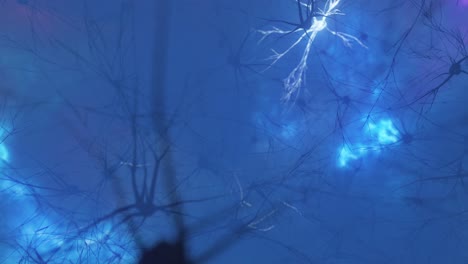 detailed 3d visualization of neurons and nervous system