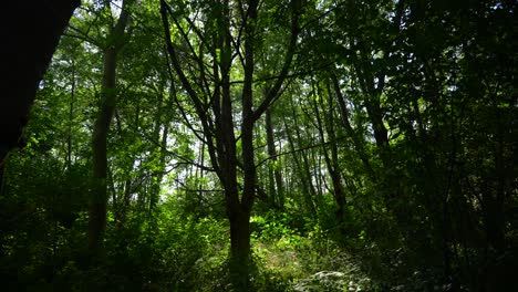 un solo árbol de pie inundado de luz en el bosque en un día de verano