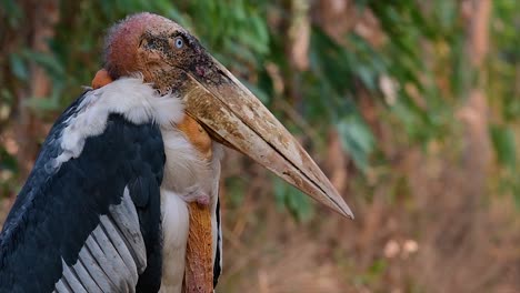 a big bird in the stork family common in southern asia and now endangered due to habitat loss