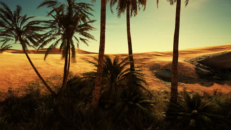 Palm-Trees-in-the-Sahara-Desert