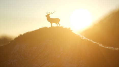 deer male in forest at sunset