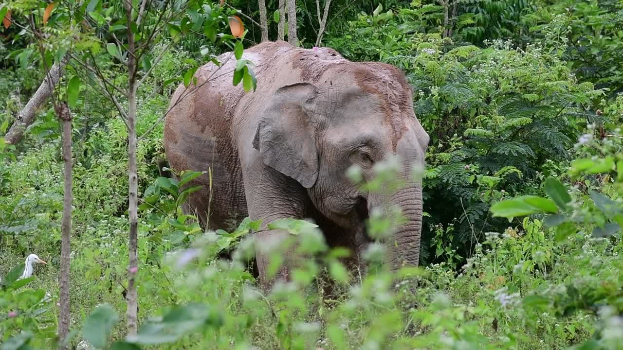 los elefantes asiáticos son especies en peligro de extinción y también son residentes de tailandia