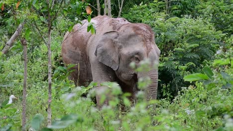 the asiatic elephants are endangered species and they are also residents of thailand