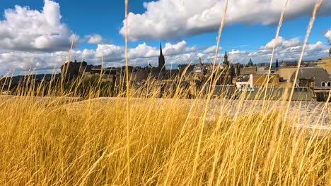 golden grass with edinburgh cityscape in background