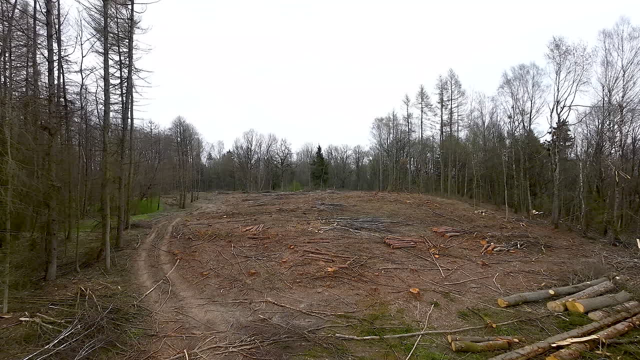 extensión de tierra talada en el desierto, tala de árboles para el comercio de madera