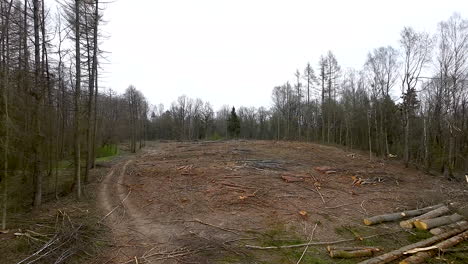 Clearcut-tract-of-land-in-wilderness,-tree-felling-for-timber-trade