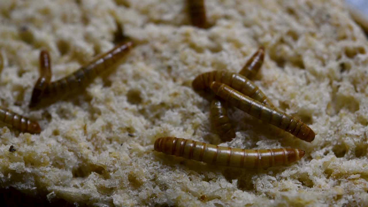 O Tenebrio é uma espécie de besouro Tenebrionidae usado para alimentar animais de estimação como peixes, cobras, pássaros e sapos.