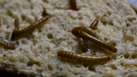 The-Mealworm-is-a-species-of-Darkling-Beetle-used-to-feed-pets-like-fish,-snakes,-birds,-and-frogs