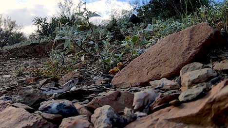 close-up of arizona king snake slithers to a stop in a pile of rocks, scottsdale, arizona