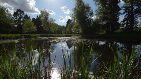picturesque pond scenery in sunny park