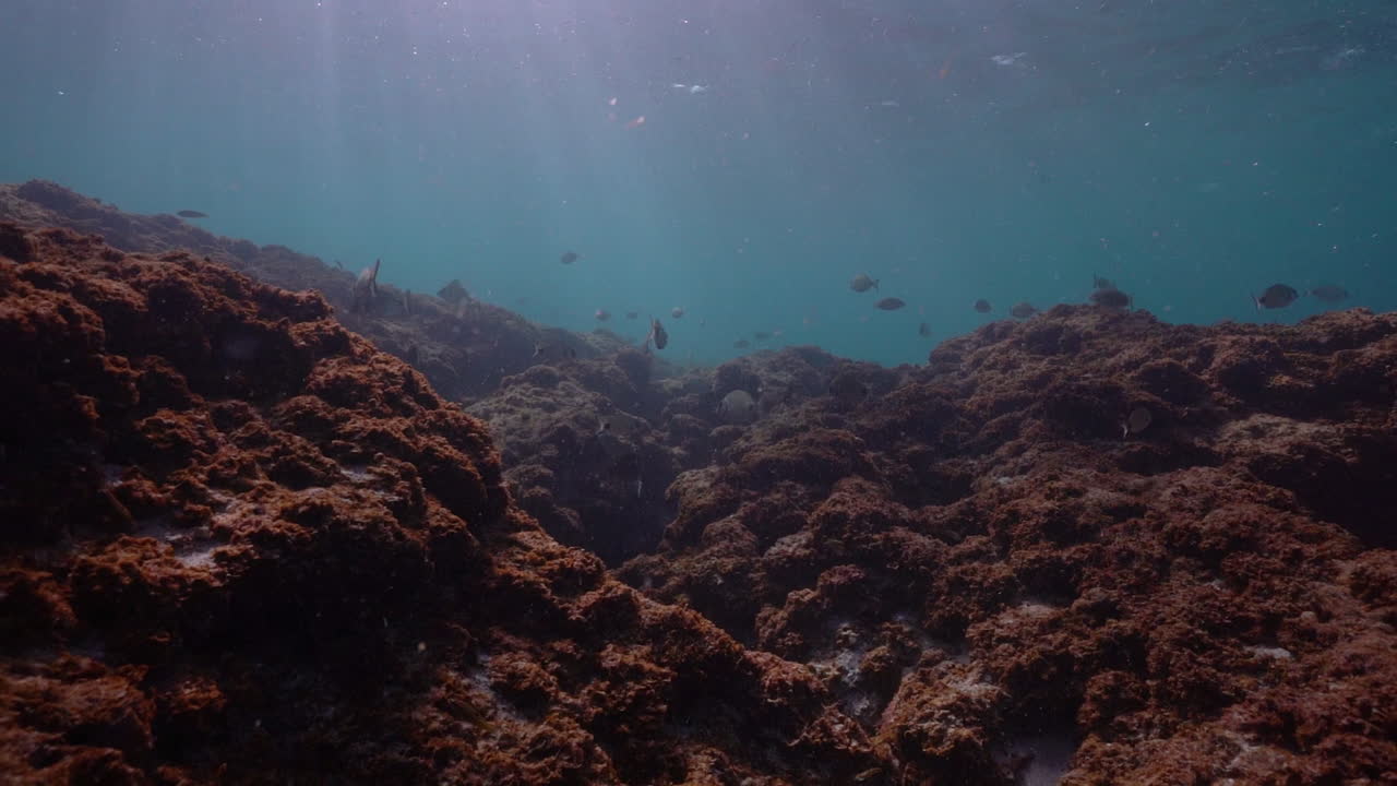 los peces nadan en el arrecife en la playa de bonim, israel