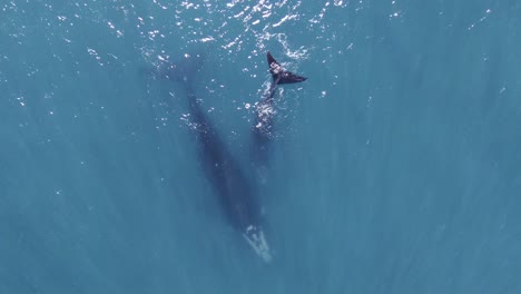 Hermosas-Ballenas-Que-Muestran-La-Cola-En-La-Superficie-Turquesa-Del-Mar-Patagónico---Tiro-Giratorio-Aéreo-De-Ojo-De-Pájaro