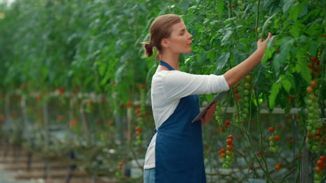 dispositivo de científico botánico que inspecciona las plantas de cultivo en el invernadero de tomate