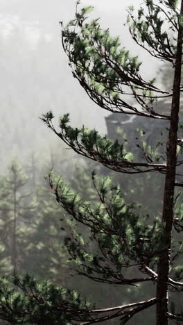 misty forest with pine tree