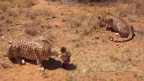 dos hermosos guepardos comen carne roja fresca en las llanuras de áfrica