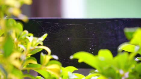 Tela-De-Araña-Mojada-En-Hojas-Verdes-En-El-Jardín-De-La-Casa-Durante-El-Tiempo-Lluvioso