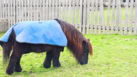 miniature horse eating grass in a fenced area