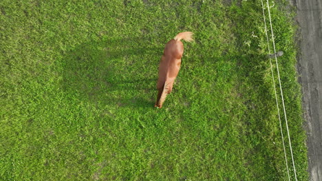 Vista-Aérea-De-Un-Solo-Caballo-Pastando-En-Un-Exuberante-Campo-Verde,-Proyectando-Una-Larga-Sombra