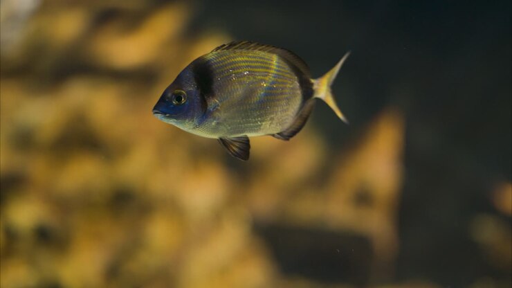 Black seabream swimming slowly over a rocky background, close up shot