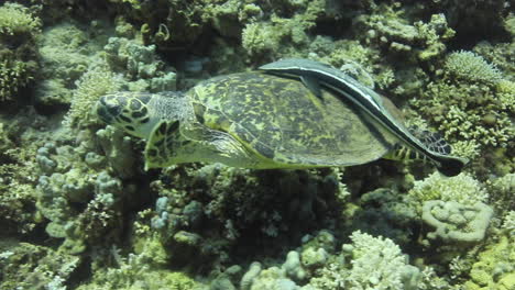 tortuga marina en el arrecife de coral del mar rojo de egipto